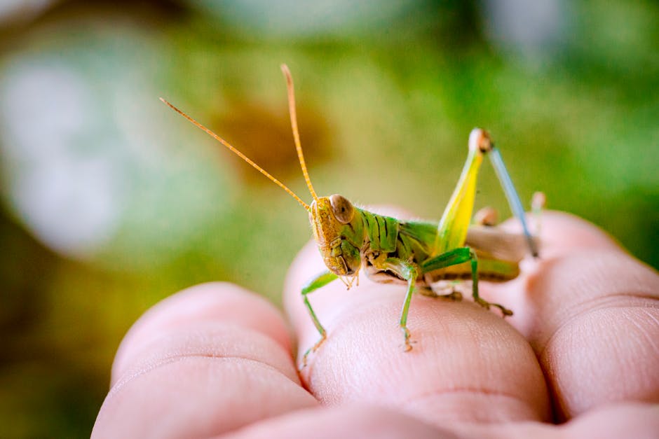 A vibrant green grasshopper perched on a human hand, showcasing nature's detail.