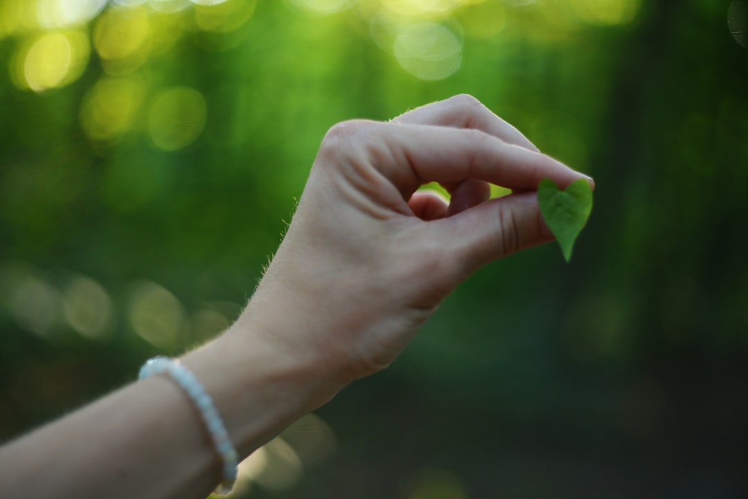 A hand holds up a delicate green leaf.